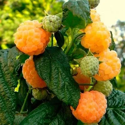 Малина ремонтантная Абрикосовая Малина ремонтантная Абрикосовая