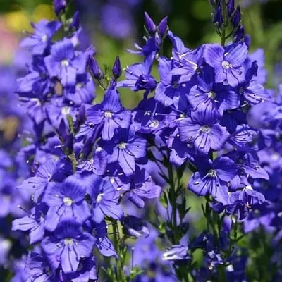 Вероника австрийская  Вероника австрийская в Кобрине