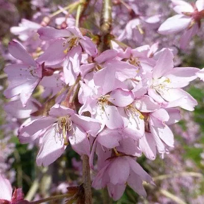 Сакура ПЕНДУЛА РУБРА в Кобрине