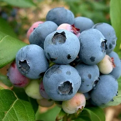 Голубика КОЛЛИНЗ в Кобрине