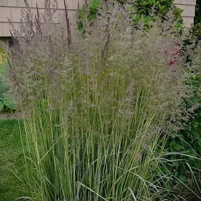 Вейник АВАЛАНШ остроцветковый  Вейник АВАЛАНШ остроцветковый в Кобрине