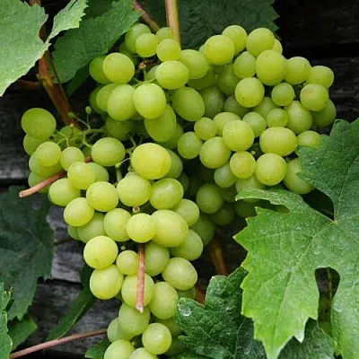 Виноград АЛЕШЕНЬКИН в Кобрине