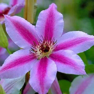 Клематис НЕЛЛИ МОЗЕР  Клематис НЕЛЛИ МОЗЕР в Кобрине