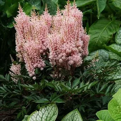 Астильба ЛУК ЭТ МИ японская  Астильба ЛУК ЭТ МИ японская в Кобрине