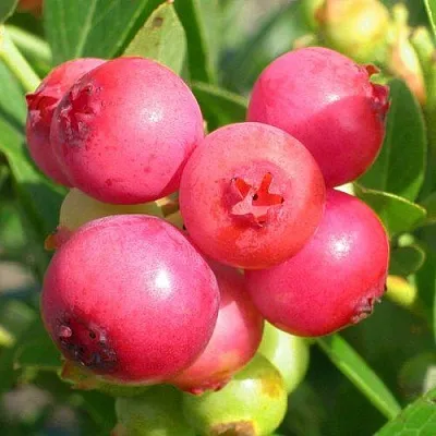 Голубика ПИНК ЛИМОНАД в Кобрине