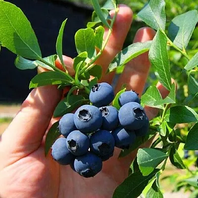 Голубика НОРТ КАНТРИ в Кобрине