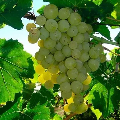 Виноград КИШМИШ МУСКАТНЫЙ в Кобрине