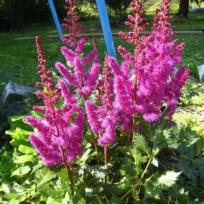 Астильба ЭЛИЗАБЕТ ВАН ВИН японская  Астильба ЭЛИЗАБЕТ ВАН ВИН японская в Кобрине