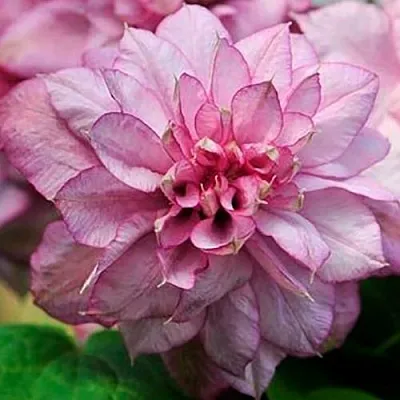 Клематис ИННОСЕНТ ГЛАНС  Клематис ИННОСЕНТ ГЛАНС в Кобрине