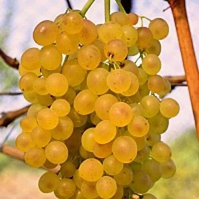 Виноград КИШМИШ КОКТЕЙЛЬ в Кобрине