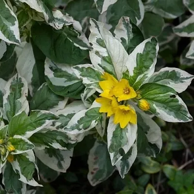 Вербейник АЛЕКСАНДР точечный  Вербейник АЛЕКСАНДР точечный в Кобрине