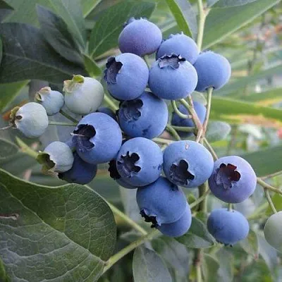 Голубика ЛЕГАЦИЯ в Кобрине