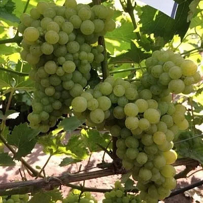 Виноград КИШМИШ 311 в Кобрине