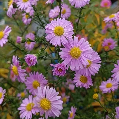 Астра СТРОУБЕРРИ ЭНД КРИМ новобельгийская  Астра СТРОУБЕРРИ ЭНД КРИМ новобельгийская в Кобрине