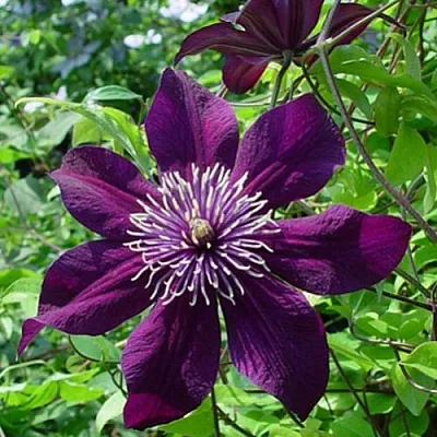 Клематис ПАНТЕР  Клематис ПАНТЕР в Кобрине