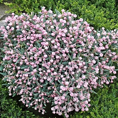 Андромеда БЛЮ АЙС многолистная    Андромеда БЛЮ АЙС многолистная   в Кобрине