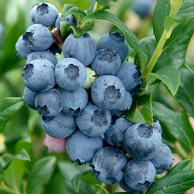 Голубика ХАРДИБЛЮ в Кобрине