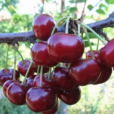 Вишня НОРД СТАР  Вишня НОРД СТАР в Кобрине