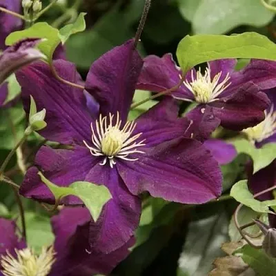 Клематис ГЕРОИ ВАРШАВЫ  Клематис ГЕРОИ ВАРШАВЫ в Кобрине