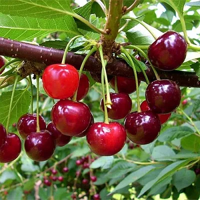 Вишня БРУСНИЦЫНА степная в Кобрине