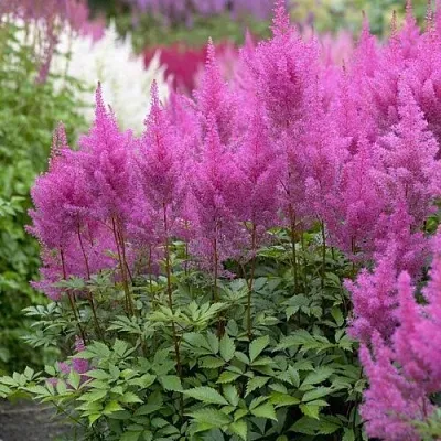 Астильба АМЕТИСТ Арендса  Астильба АМЕТИСТ Арендса в Кобрине