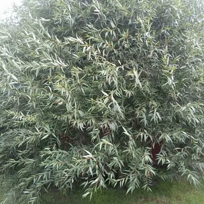 Ива СЕРЕБРИСТАЯ в Кобрине