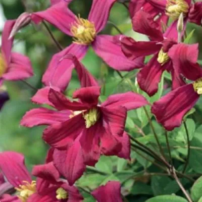 Клематис СТРОУБЕРРИ ФИЛДС  Клематис СТРОУБЕРРИ ФИЛДС в Кобрине