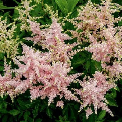 Астильба СЕСТРА ТЕРЕЗА Арендса  Астильба СЕСТРА ТЕРЕЗА Арендса в Кобрине