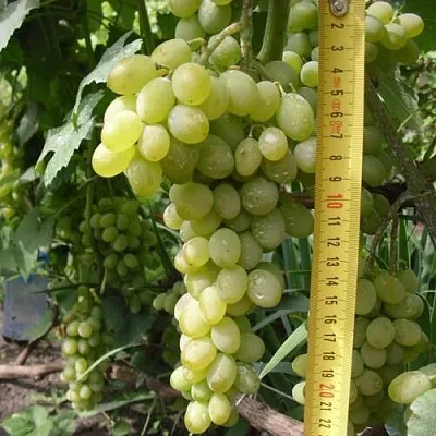 Виноград АНАНАСНЫЙ РАННИЙ в Кобрине