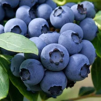 Голубика СПАРТАН в Кобрине