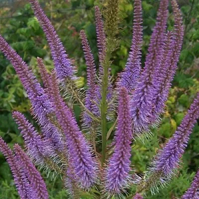 Вероникаструм ФАСЦИНЕЙШН  Вероникаструм ФАСЦИНЕЙШН в Кобрине