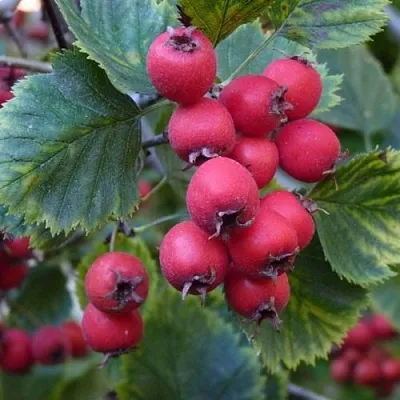 Боярышник АРНОЛЬДА  Боярышник АРНОЛЬДА в Кобрине