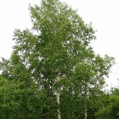 Береза бородавчатая в Кобрине