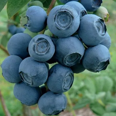 Голубика РУБЕЛ в Кобрине