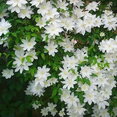 саженцы клематиса саженцы клематиса