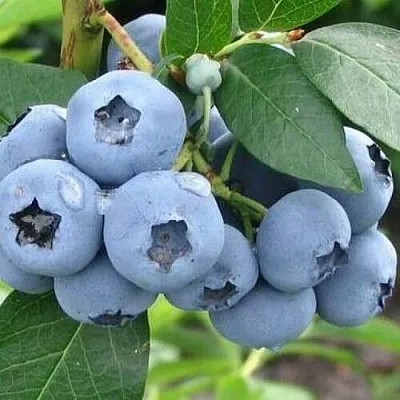 Голубика БЛЮЭТТА в Кобрине