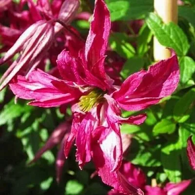 Клематис РОЗАЛИН  Клематис РОЗАЛИН в Кобрине