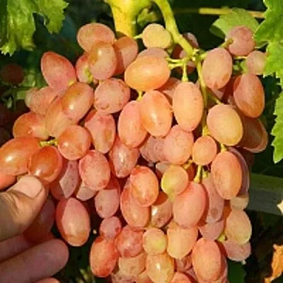 Виноград КИШМИШ ЛУЧИСТЫЙ в Кобрине