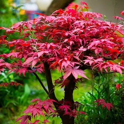 Клен дланевидный АТРОПУРПУРЕУМ в Кобрине