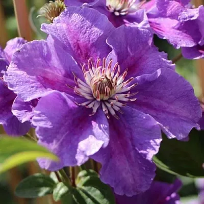 Клематис АШВА  Клематис АШВА в Кобрине