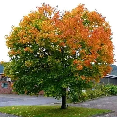 Клен остролистный в Кобрине