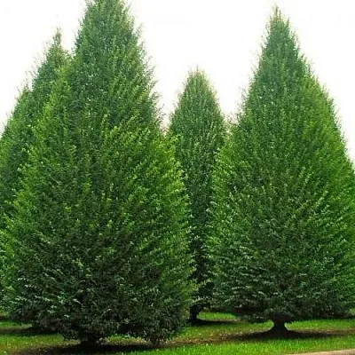 Граб   Граб  в Кобрине