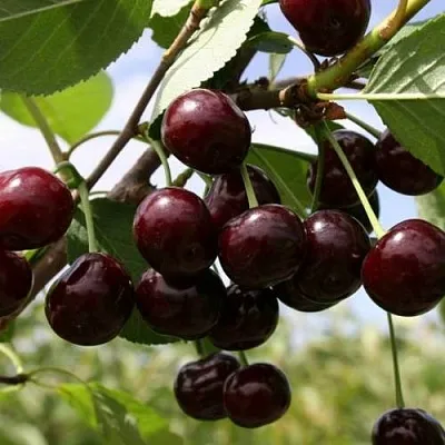 Вишня СВЕРДЛОВЧАНКА степная в Кобрине