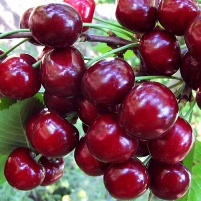 Вишня ЖУКОВСКАЯ  Вишня ЖУКОВСКАЯ в Кобрине