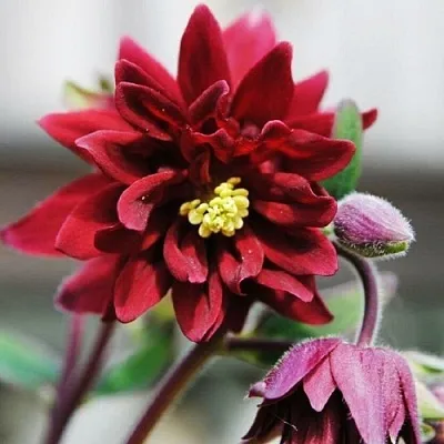 Аквилегия РУБИ ПОРТ обыкновенная  Аквилегия РУБИ ПОРТ обыкновенная в Кобрине