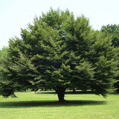 Бук обыкновенный  Бук обыкновенный в Кобрине