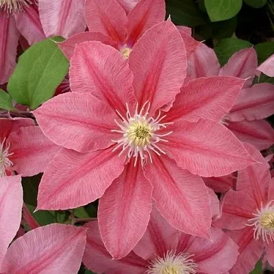 Клематис ЛИТЛ МЕРМЕЙД  Клематис ЛИТЛ МЕРМЕЙД в Кобрине