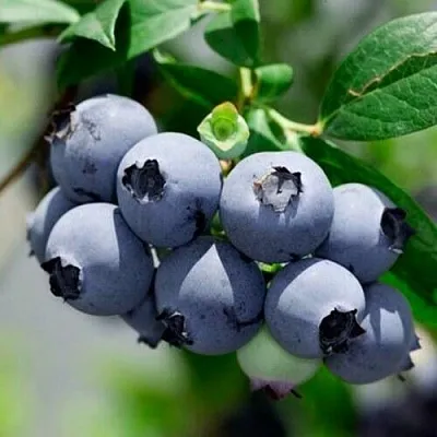 Голубика СИЕРРА в Кобрине