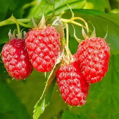 Малина ИЗОБИЛЬНАЯ  Малина ИЗОБИЛЬНАЯ в Кобрине