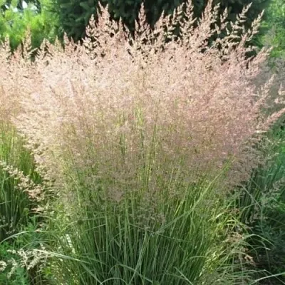 Вейник ОВЕРДАМ остроцветковый  Вейник ОВЕРДАМ остроцветковый в Кобрине